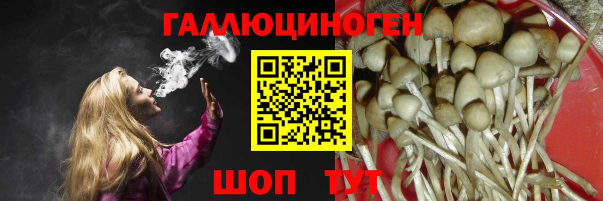 Орёл  Псилоцибиновые грибы GOLDEN TEACHER  Вход с VPN  Псилоцибиновые грибы Psilocybine cubensis 